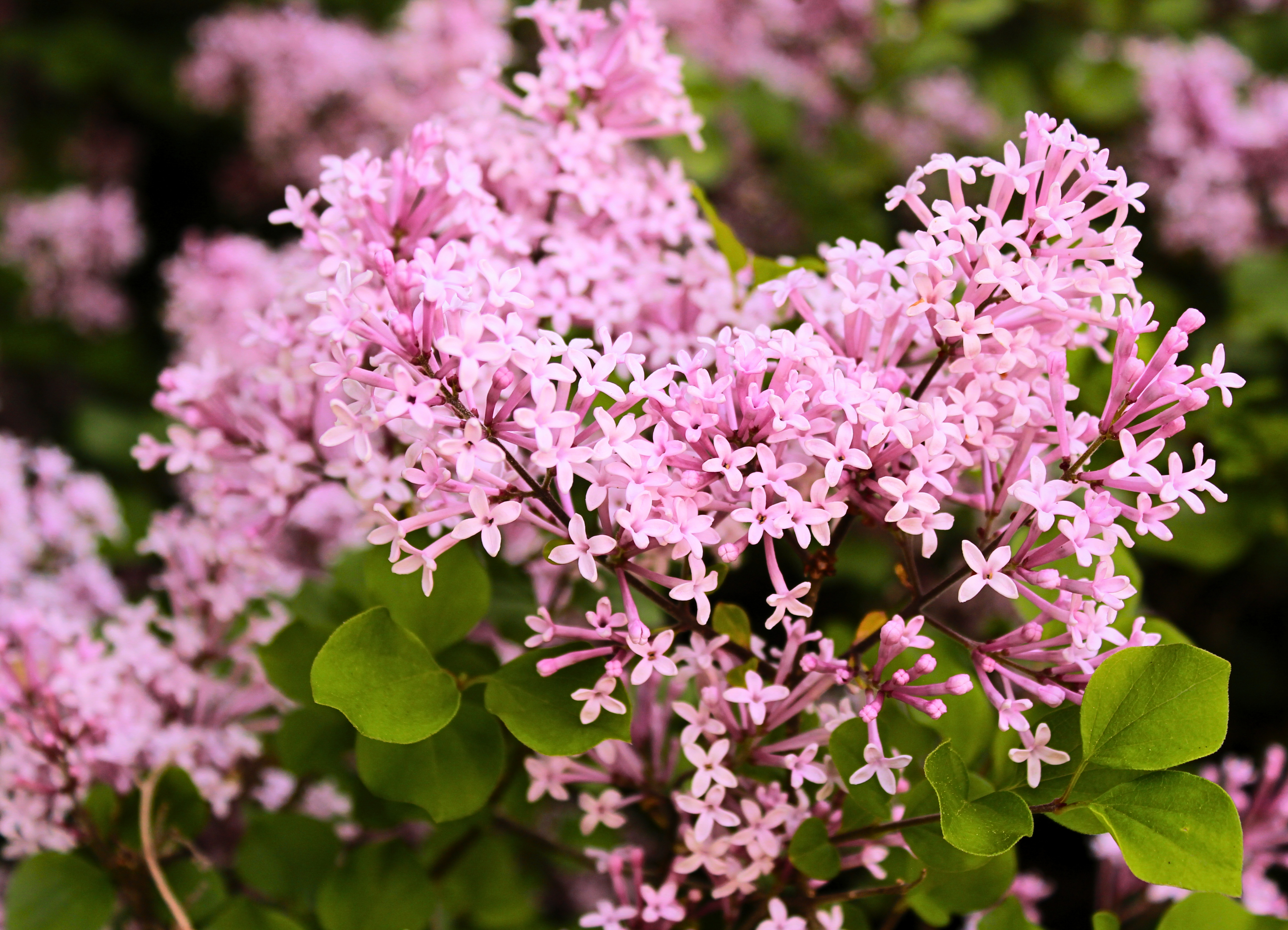 Image of lilacs at Hamesbest House